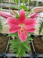 [4602 VZ W08 0194-01 No02.JPG]